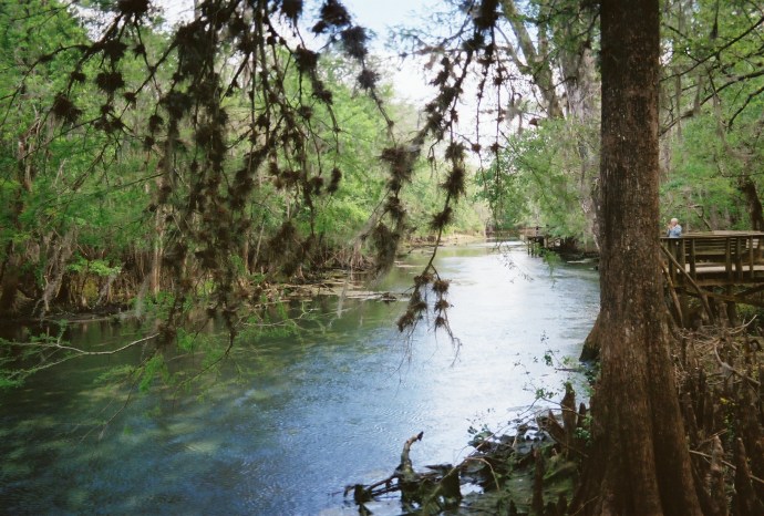 North East Florida river beauty