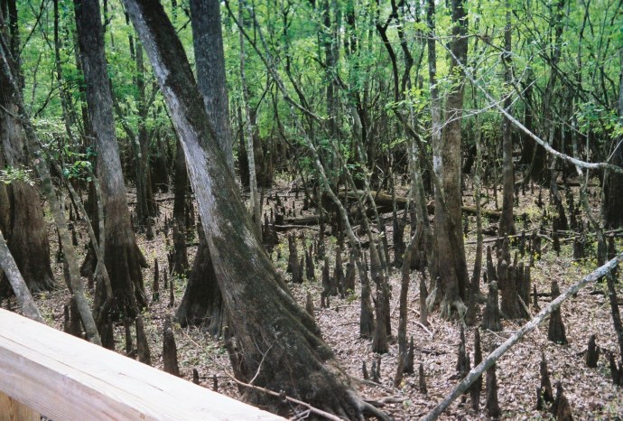 Cypress knees