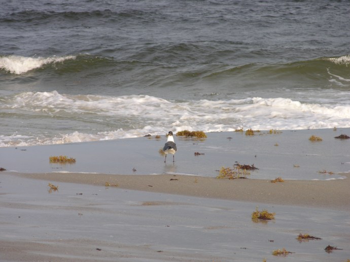 Favorite First Coast Views