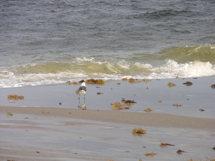 Favorite First Coast Views 