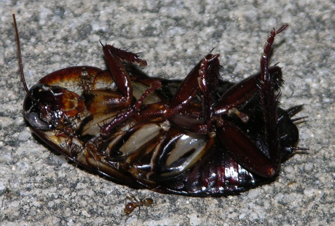 Lester Flat inspiration and his ant friend