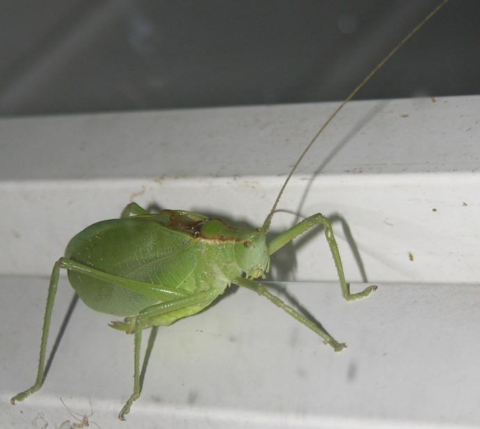 katydid