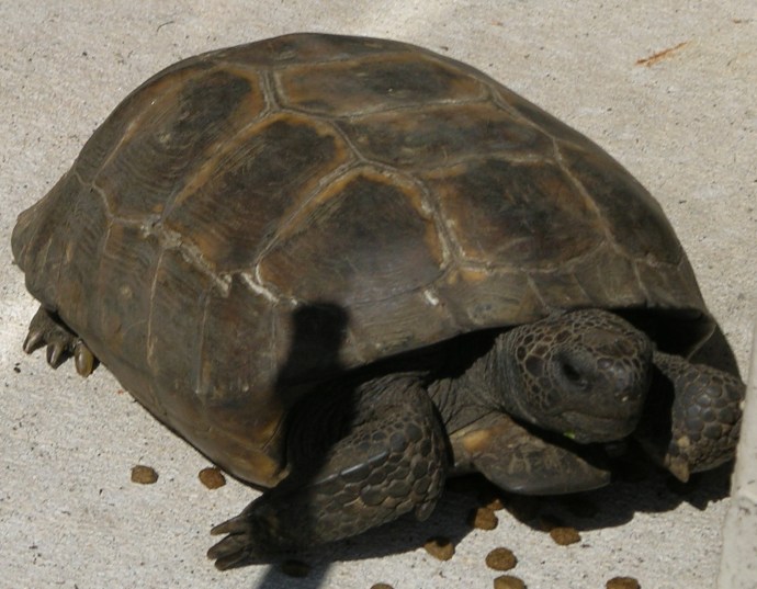 gopher turtle sunning on our sidewalk