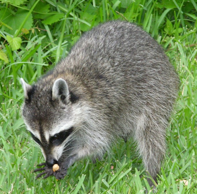 Tootsie's inspiration