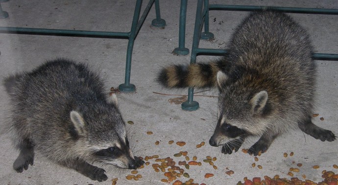 siblings fighting over the spilled cat food