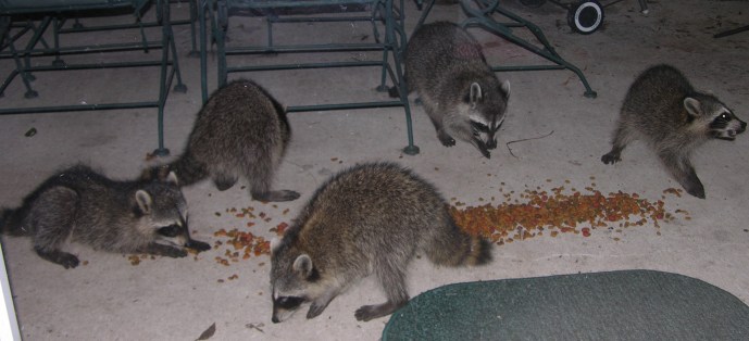 Raiding the porch and stealing the cat food
