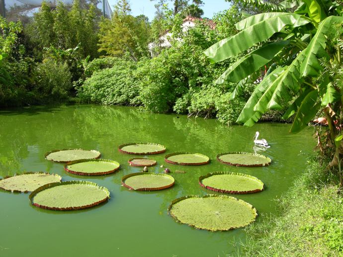 lilypads