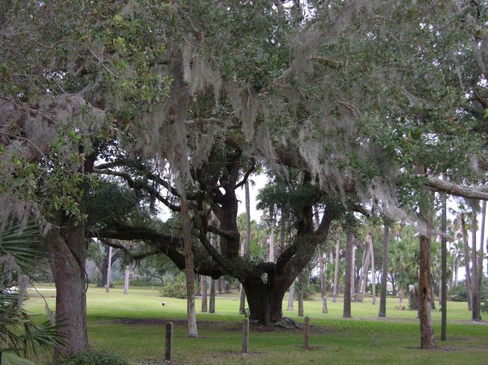 Live Oak with Spanish moss