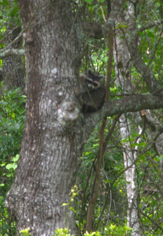 Tootsie waving from a tree