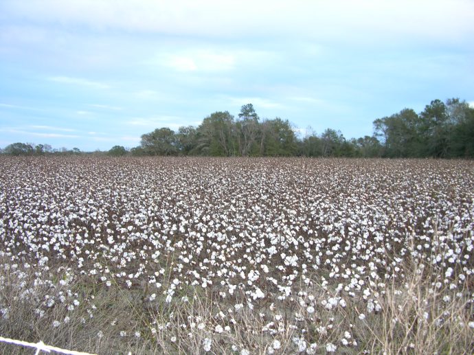 cotton fields in South East Georgia