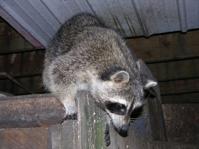 Raccoon at the Tidwell Rescue Center