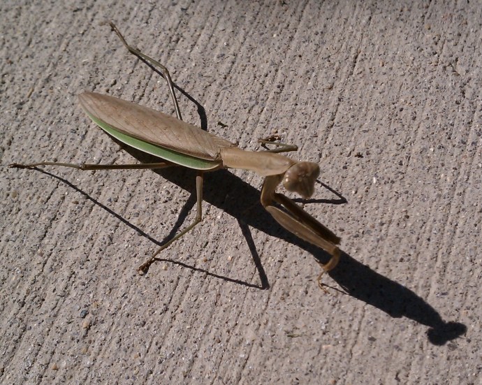 praying mantis