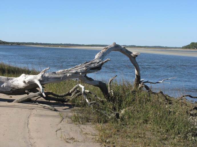 Coastal driftwood