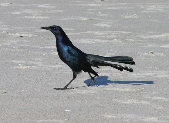 Fish Crow 