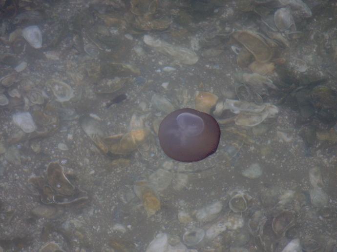 jellyfish in the shallow waters