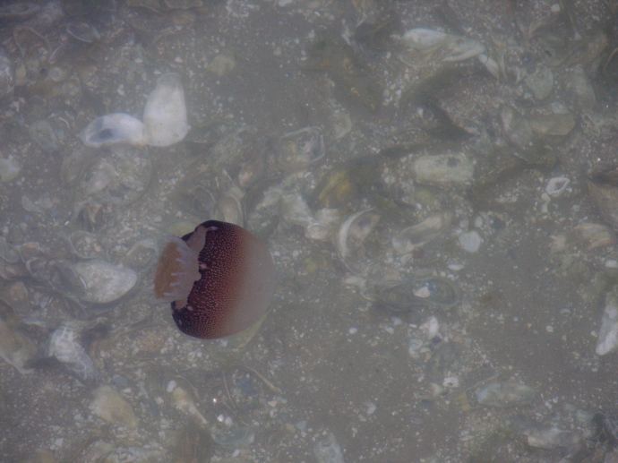 jellyfish in the shallow waters