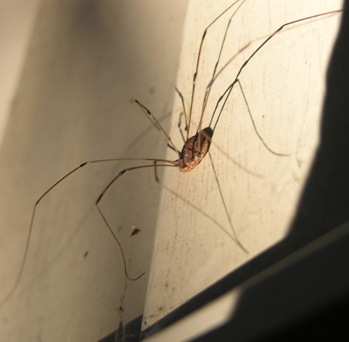 Eastern Daddy Longlegs