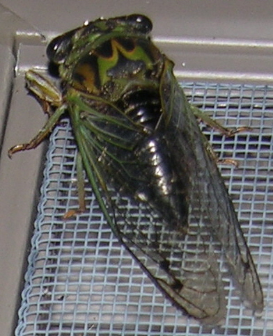 Dog-day Cicada (Annual)