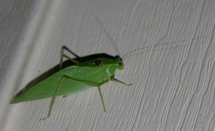 Broad-winged Katydid