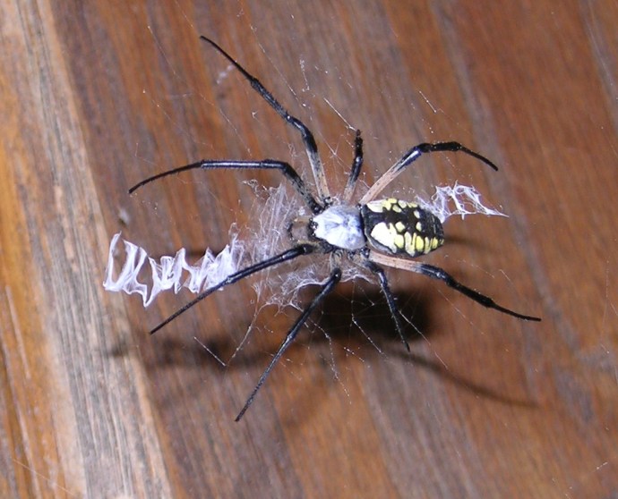 Yellow Garden Spider