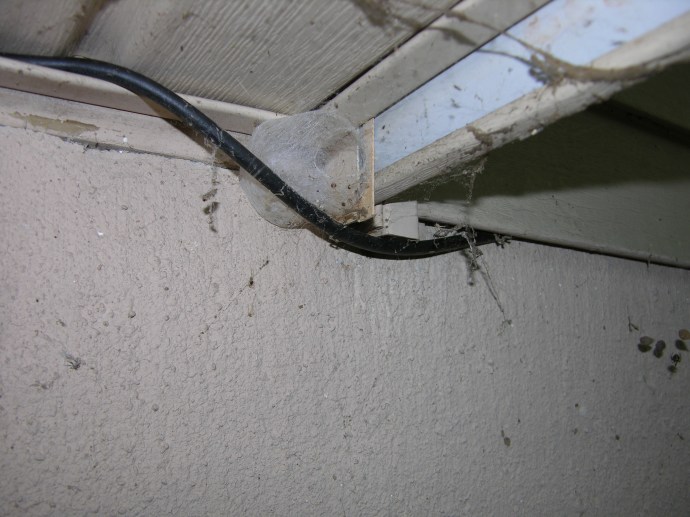 Interesting Spider web