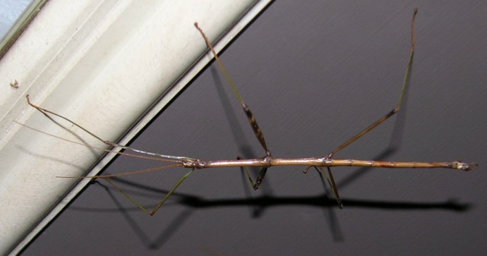 Walkingstick