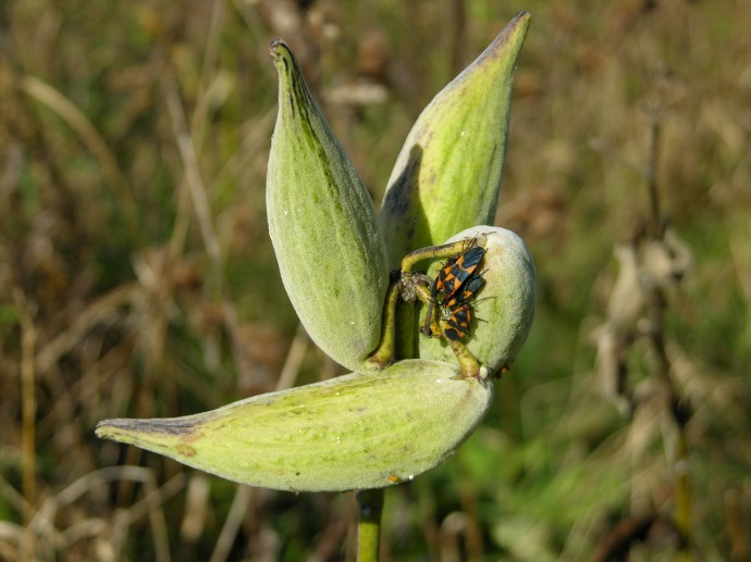 Blue Ridge Mountains