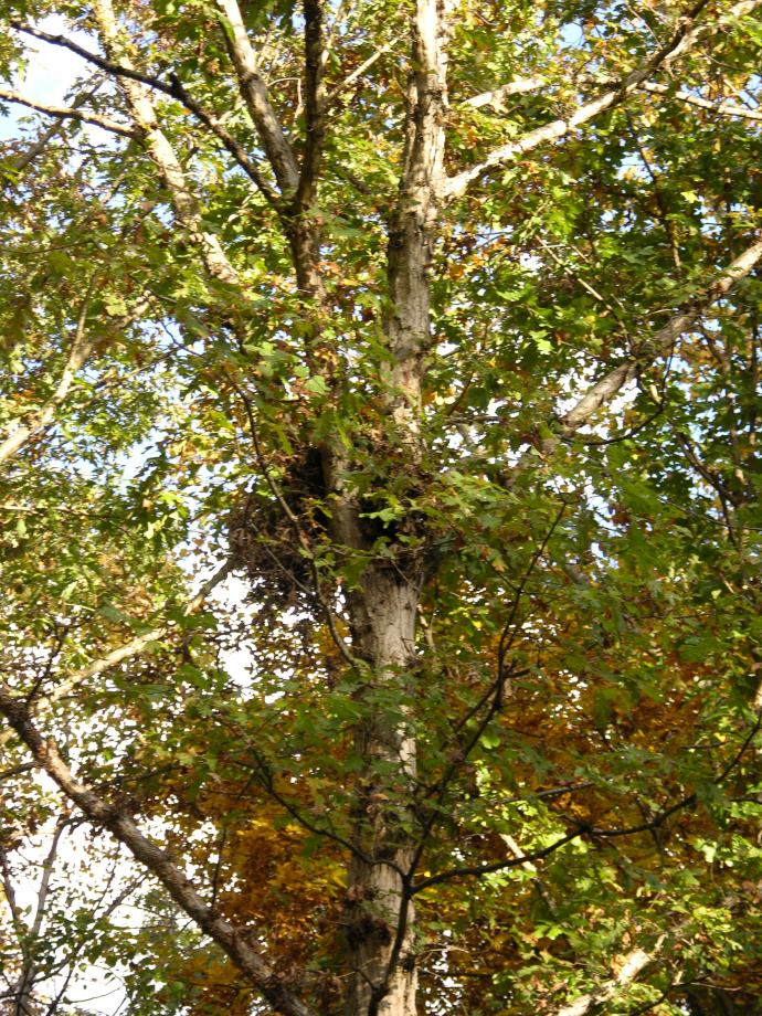 Squirrel's nest - drey 