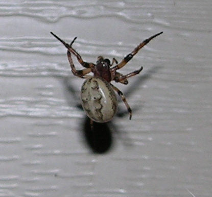 Orbweaver - possibly a Marbled Orbweaver