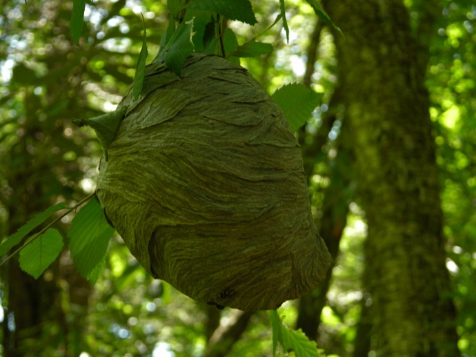 Wasp Nest