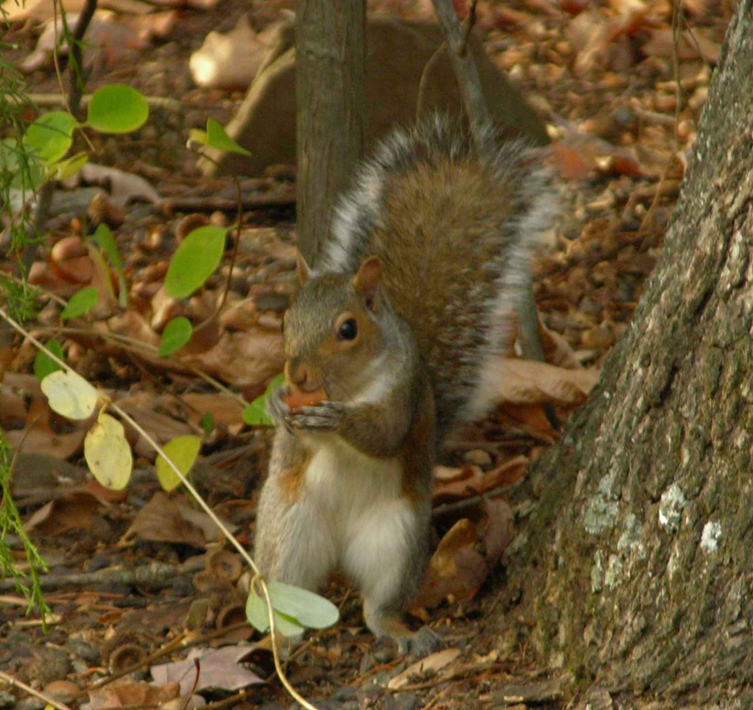 Grey Squirrel with acorn
