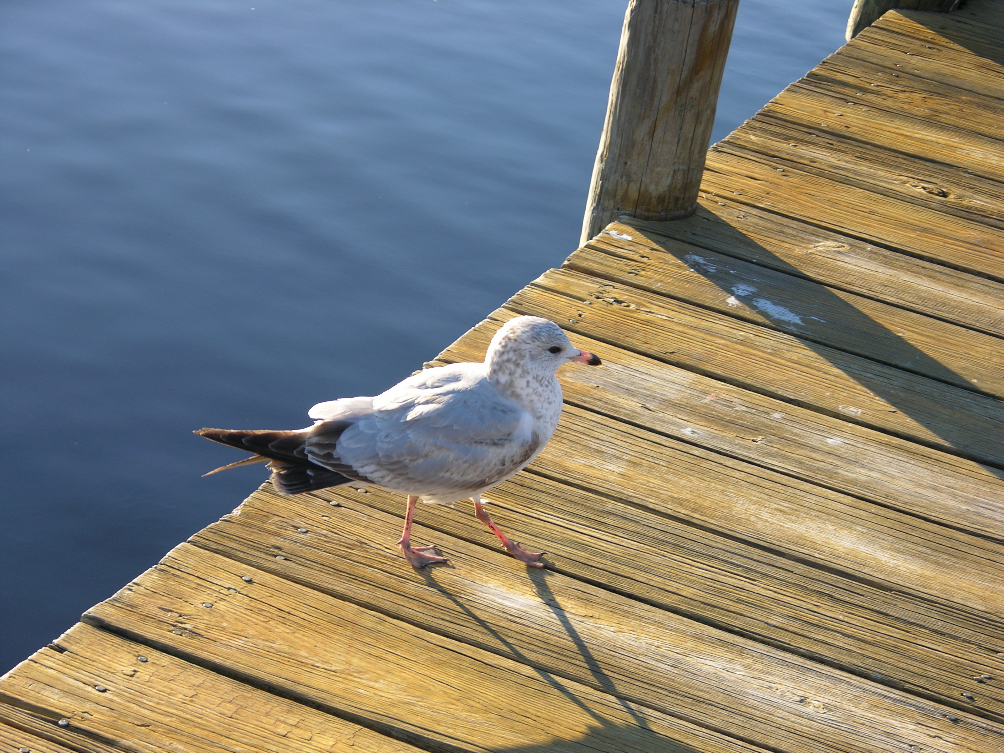 Sea gull