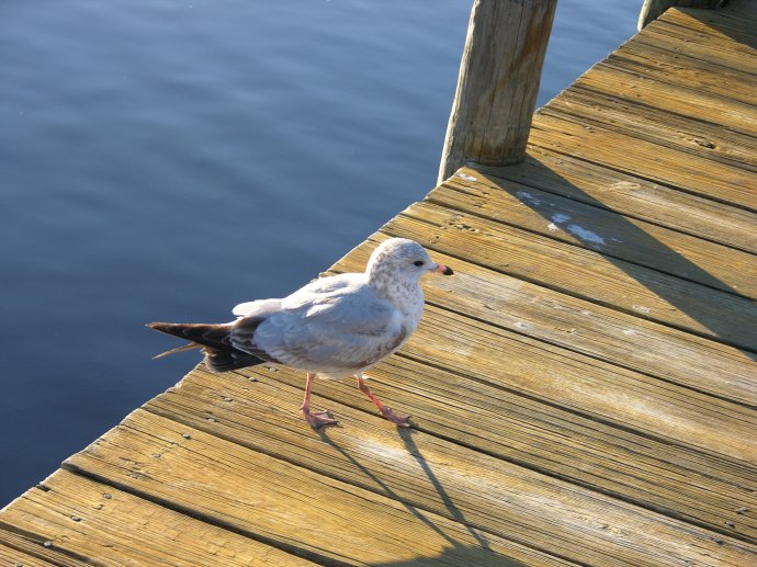Sea gull