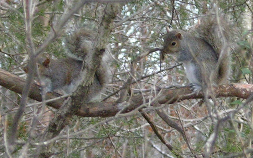 The Bamberg Sisters - Mavis and Mabel