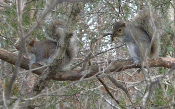 The Bamberg Sisters - Mavis and Mabel