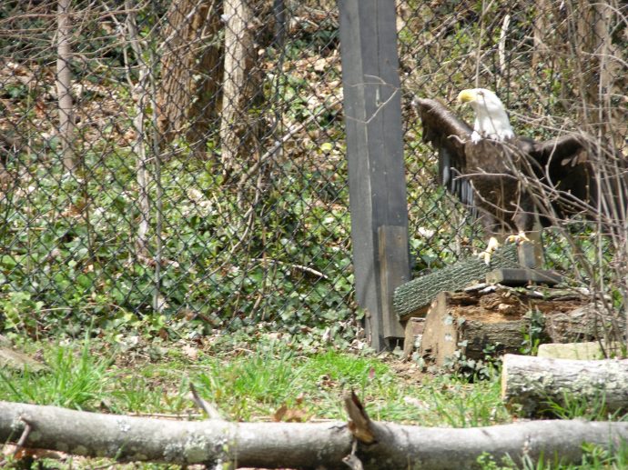 Flexing his wings...