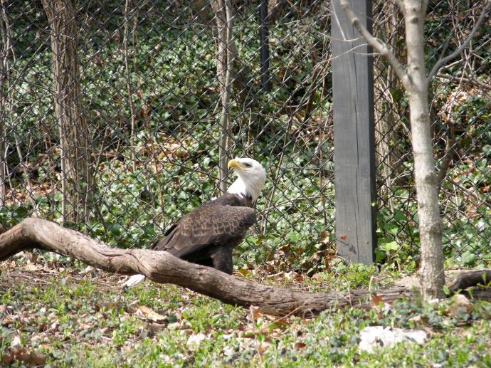 Magnificant Bald Eagle